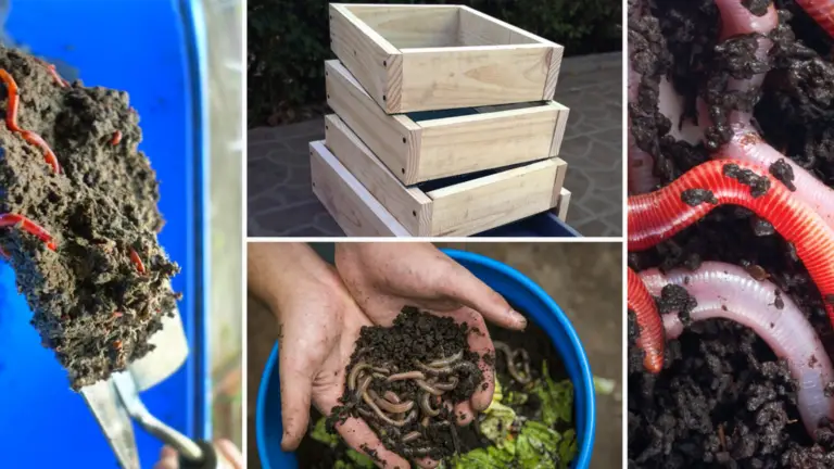 Cómo Hacer un Vermicompostador Casero