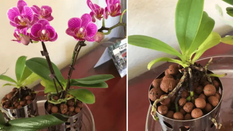 Orquídeas Sanas: Cómo Prolongar su Vida con un Remedio Natural