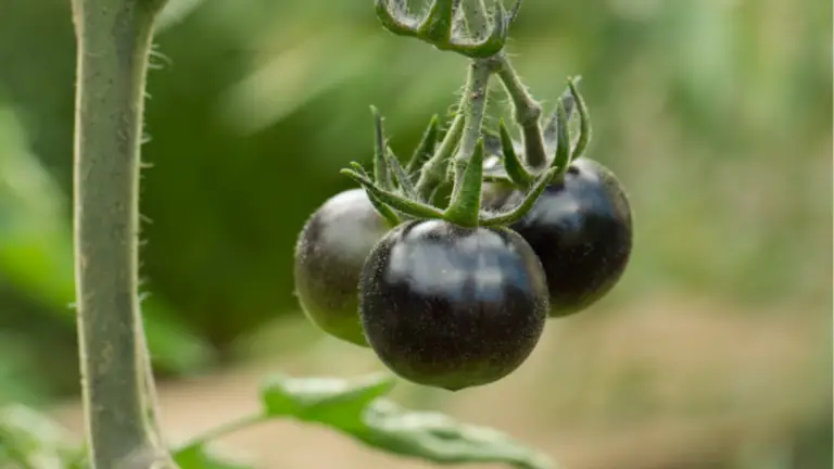 Por qué el tomate Kumato supera a otros en beneficios para la salud y cómo cultivarlo