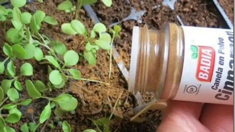 Los Beneficios de Usar Canela en Polvo para tus Plantas