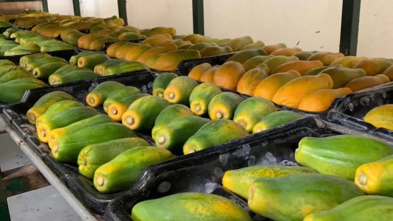Maximización de la Producción de Papaya: Explorando Métodos Innovadores