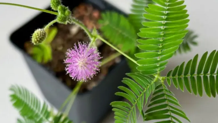 Mimosa: No La Deseches, Con Una Brindilla Puedes Crear una Maravillosa Planta