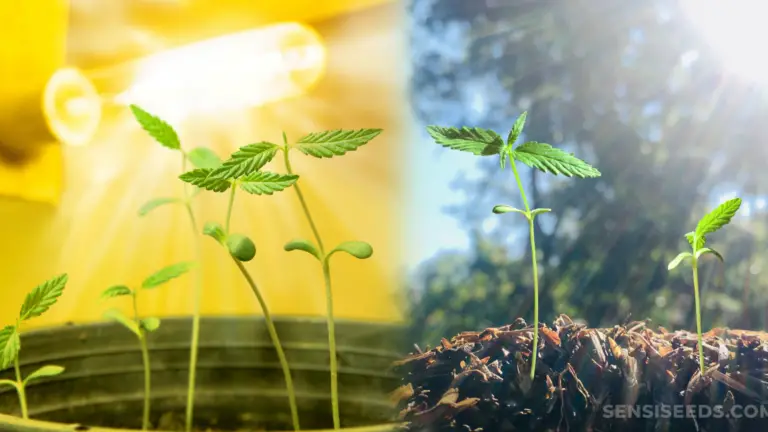 Requerimientos de Sol en las Plantas: ¿Cuánta Luz Necesitan?