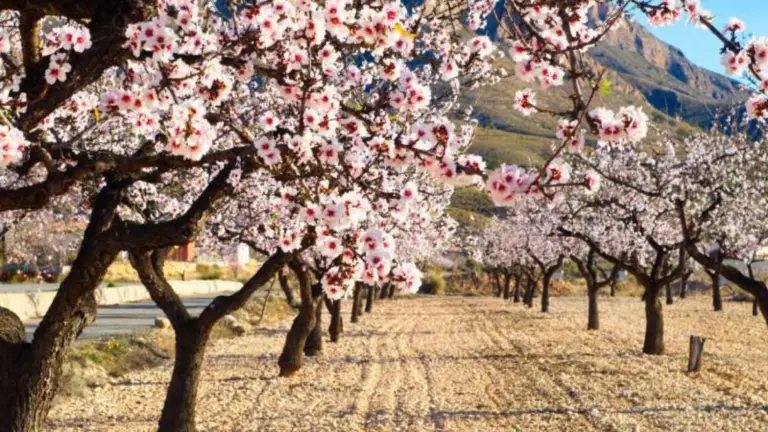 Árboles que Florecen y Embellecen Tu Jardín