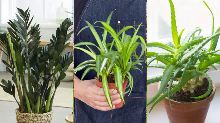 Las 3 Mejores Plantas para Tu Dormitorio