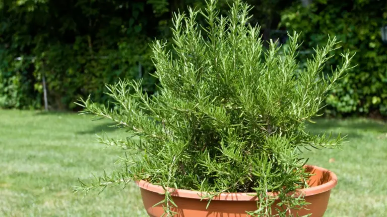 ¡El Romero Nunca se Seca! Los Secretos de Jardineros para Mantenerlo Fresco
