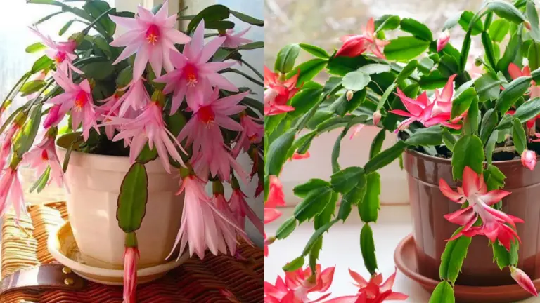 Cactus de Navidad: Cuidados y Curiosidades que Debes Conocer