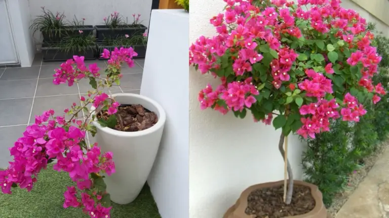 Descubre el Secreto para Propagar Bougainvilleas en tu Balcón o Jardín