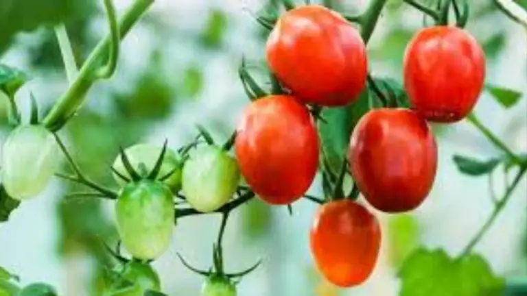 Agregar Nutrientes Antes de Plantar: Aumenta Tu Producción de Tomates de Forma Instantánea