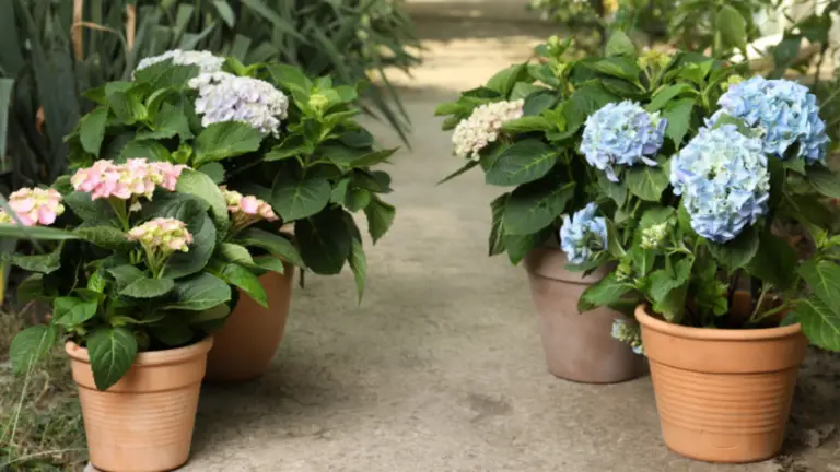 Cómo Cultivar Hortensias en Macetas: Una Flor Hermosa que Aromatiza tu Hogar