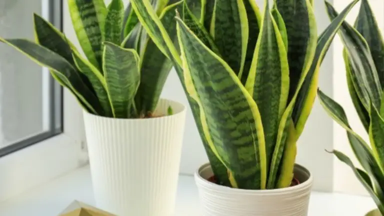 Cómo Hacer Florecer la Lengua de Belle-Madrina y Aromatizar tu Hogar