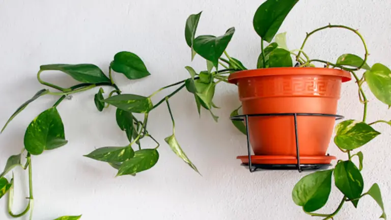 ¡El Secreto para el Crecimiento Robusto de tu Potos!