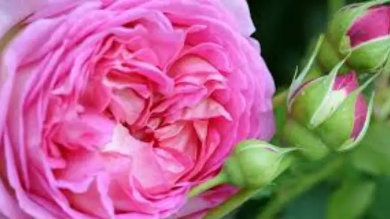 Guía para Propagar Rosales mediante Esquejes de Tallo