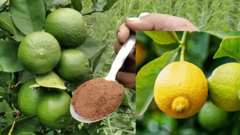 Fertilizante Casero para un Limonero Saludable y Productivo