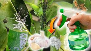 Spray Natural de Ajo: El Secreto Casero para Plantas Sanas