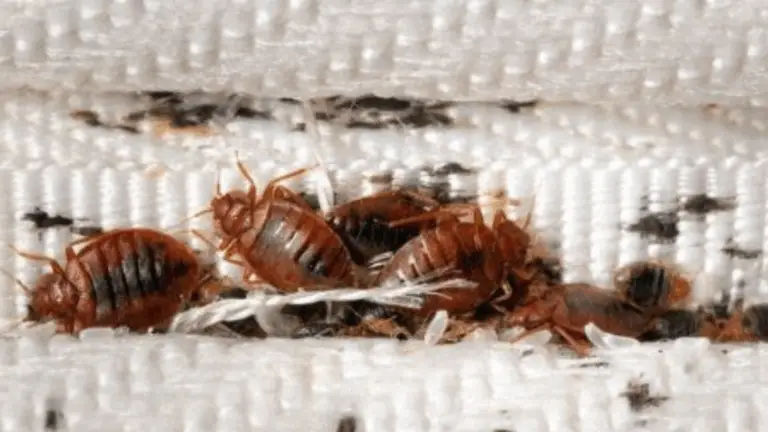 Receta Natural para Eliminar Chinches de Cama