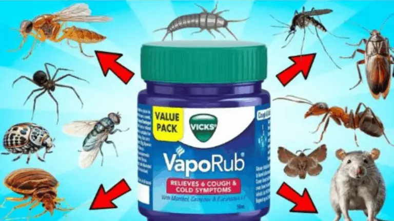 Remedio Casero con Vicks VapoRub para Ahuyentar Plagas