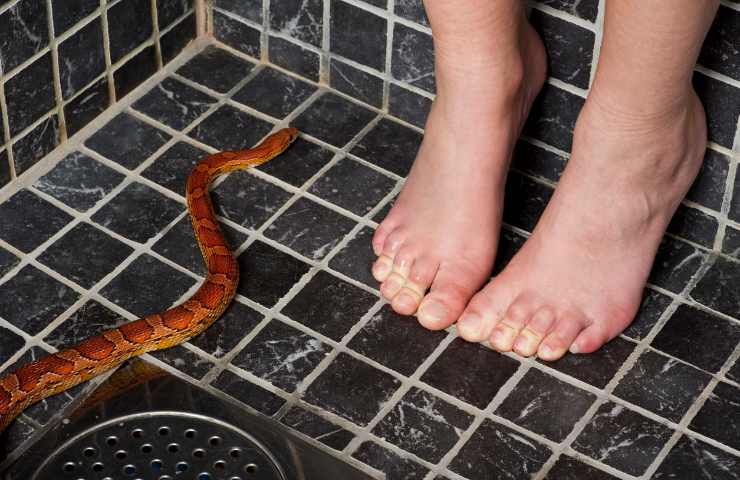Cómo ahuyentar serpientes de casa de forma natural y segura
