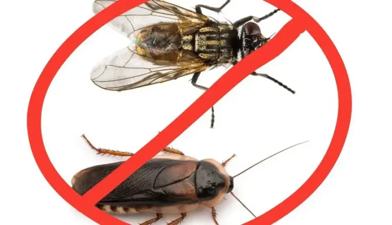 Adiós a las Moscas y Cucarachas en 10 Minutos  – Recetas Naturales, Eficaces y Caseras