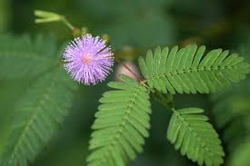 Beneficios de la Mimosa Pudica