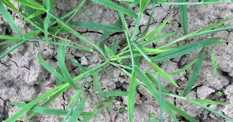 Receta para Identificar y Controlar la Hierba Cangrejo (Digitaria spp.)
