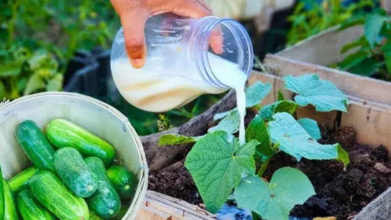 ¡Duplica la Cosecha de Pepinos con Fertilizantes Naturales!