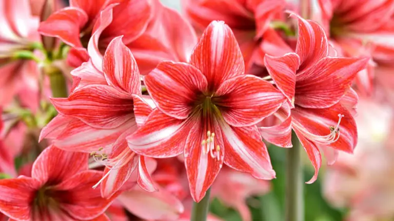 Amaryllis: 6 Curiosidades Impresionantes que Debes Conocer
