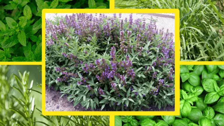 Plantas Aromáticas que Repelen Moscas: Cultiva un Jardín Libre de Insectos