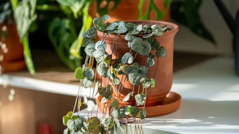 Cómo Hacer Crecer Hermosa la Ceropegia Woodii: Consejos y Cuidados 🌱