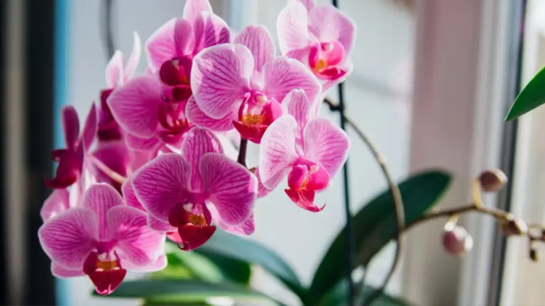 Cómo Hacer Florecer Tu Orquídea Durante Todo el Año