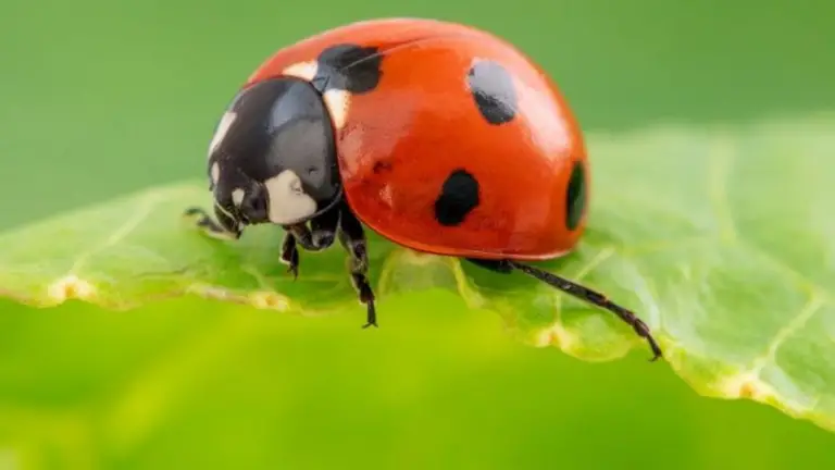 ¡Todo lo que Necesitas Saber Sobre los Insectos en Tu Jardín! 🐞
