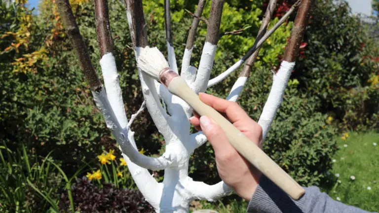 Blanqueo de Troncos con Cal y Sulfato de Cobre: ¡Un Cuidado Esencial para Tus Árboles! 🌳