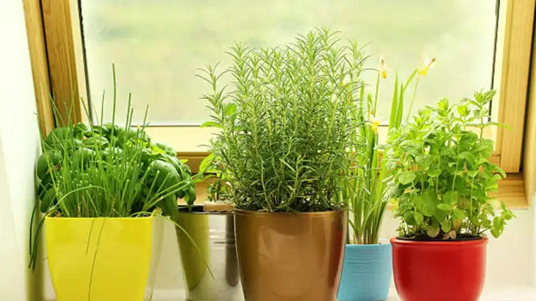 Plantas Aromáticas de Interior: Belleza y Fragancia para Tu Hogar 🌿