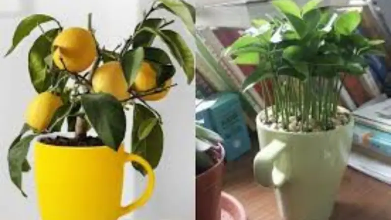 Cómo cultivar un limonero en una taza: Guía paso a paso