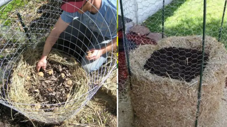 Cómo Cultivar Papas Rápidamente y Obtener Grandes Cosechas en Espacios Pequeños