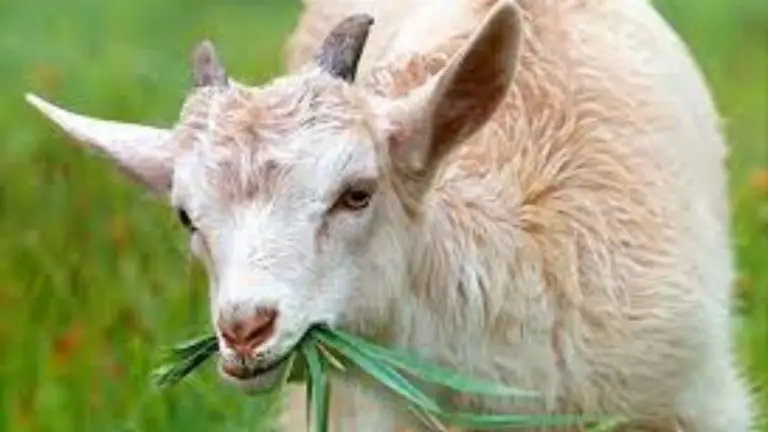 ¿Cuánto Dura la Gestación de los Animales de Granja?