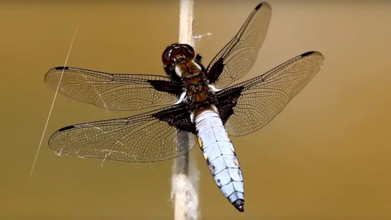 Las libélulas y su papel en el control de mosquitos: 15 plantas que las atraen