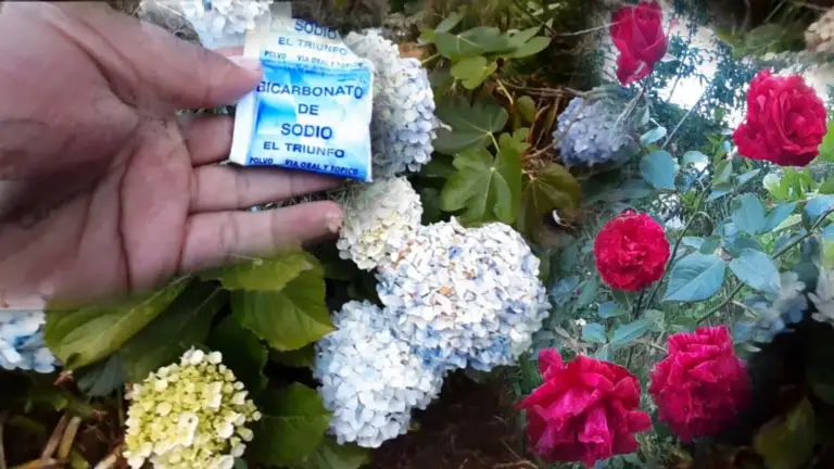 ¡Bicarbonato de sodio = más flores!