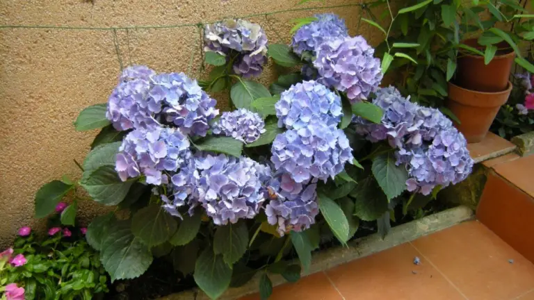 Hortensias: ¡Solo una cucharada es suficiente y en poco más de 20 horas verás el cambio!