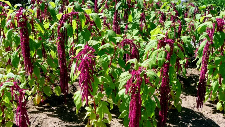 El Amaranto Cola de Zorro: Un “Cereal Olvidado” que Regresa a los Jardines