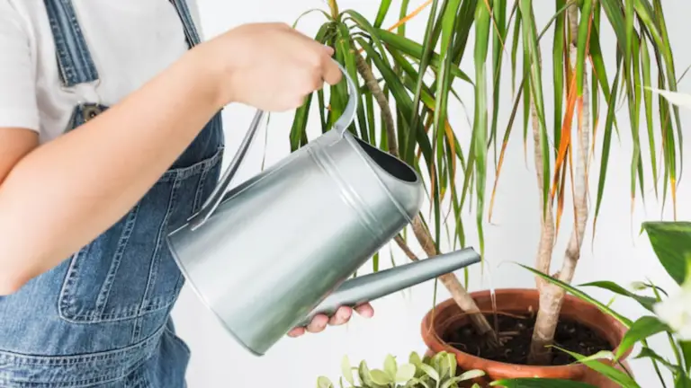 Horario de Riego Perfecto para Plantas Felices