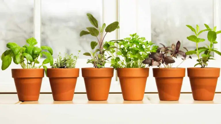Cultiva hierbas frescas en tu ventana: ¡Una guía sencilla y efectiva!