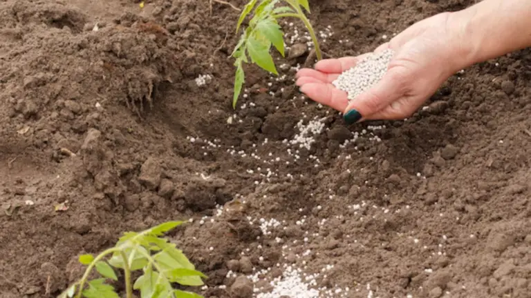 4 Razones para Espolvorear Ceniza de Madera Alrededor de Tus Plantas de Tomate