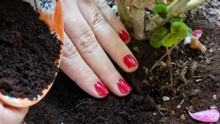 Plantas y Fertilizantes Naturales: Un Enfoque Sostenible para Tu Jardín