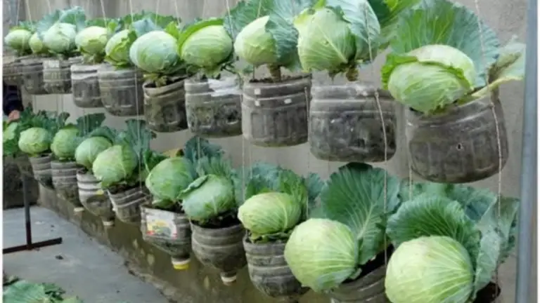 El Jardín de Coles: Un Sueño de Mujeres de Casa que Cultivan en Botellas de Plástico