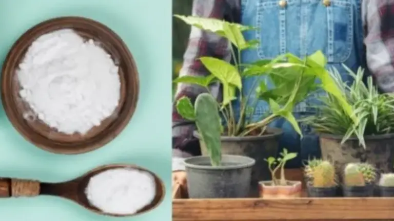 Guía Rápida: Cómo Utilizar el Bicarbonato de Sodio para Hacer Florecer Tus Plantas