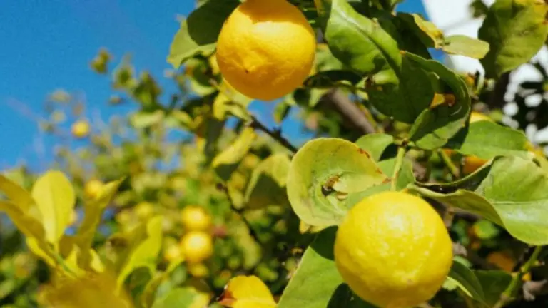 Fertilizante para Hacer Que Tu Limón Explote de Frutos con un Solo Resíduo Orgánico de la Cocina