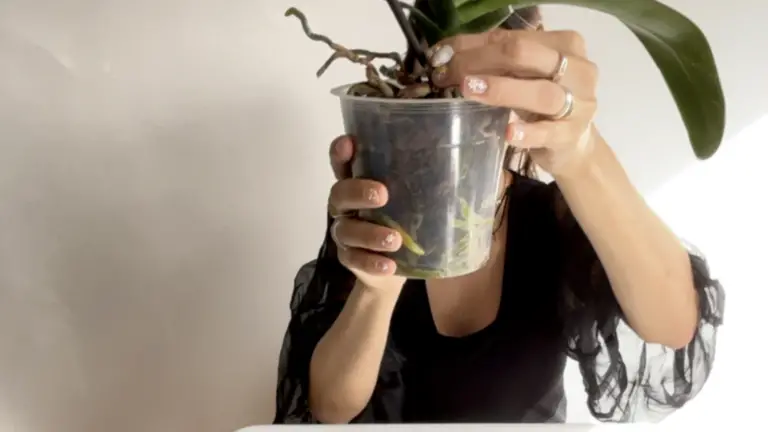 Cultivar orquídeas: Guía para hacerlo sin raíces en agua