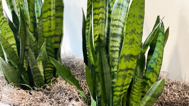 Ingredientes sorprendentes que harán florecer tu planta serpiente como nunca antes