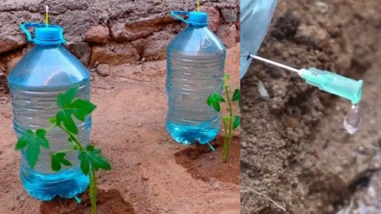 La guía para regar tus plantas durante las vacaciones: un sistema de riego automático